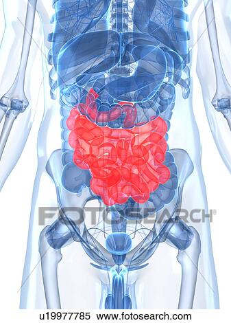 Healthy small intestines, artwork View Large Illustration Stock Illustration - Healthy small intestines, artwork. Fotosearch