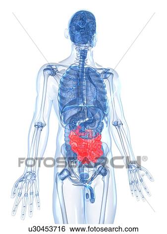 Healthy small intestines, artwork View Large Illustration Stock Illustration - Healthy small intestines, artwork. Fotosearch