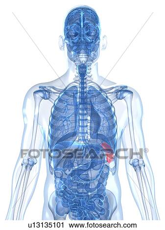 Clip Art - Healthy spleen, artwork. Fotosearch