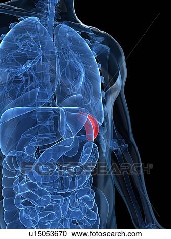 Healthy spleen, artwork View Large Illustration Clipart - Healthy spleen, artwork. Fotosearch