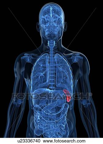 Healthy spleen, artwork View Large Illustration Clipart - Healthy spleen, artwork. Fotosearch