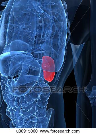 Healthy spleen, artwork View Large Illustration Clipart - Healthy spleen, artwork. Fotosearch