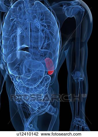 Healthy spleen, artwork View Large Illustration Drawing - Healthy spleen, artwork. Fotosearch