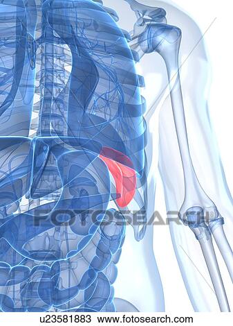 Healthy spleen, artwork View Large Illustration Drawing - Healthy spleen, artwork. Fotosearch