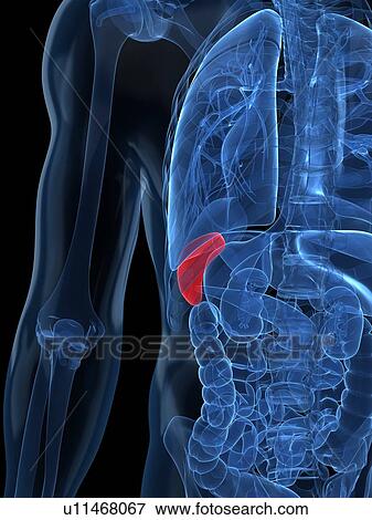 Healthy spleen, artwork View Large Illustration Stock Illustration - Healthy spleen, artwork. Fotosearch