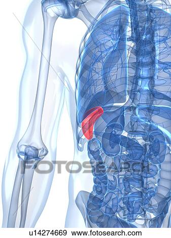 Healthy spleen, artwork View Large Illustration Stock Illustration - Healthy spleen, artwork. Fotosearch