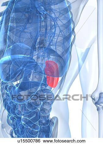 Healthy spleen, artwork View Large Illustration Stock Illustration - Healthy spleen, artwork. Fotosearch