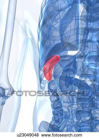 Healthy spleen, artwork View Large Illustration Stock Illustration - Healthy spleen, artwork. Fotosearch