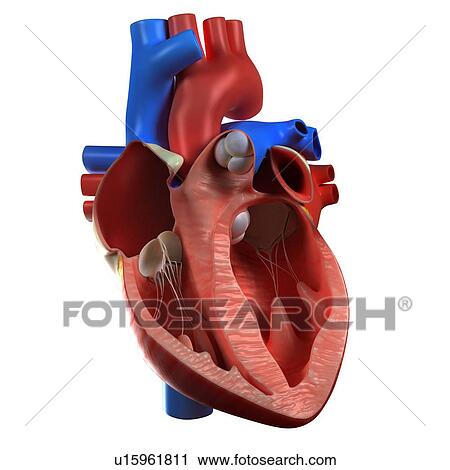 Heart anatomy, artwork View Large Illustration Clip Art - Heart anatomy, artwork. Fotosearch