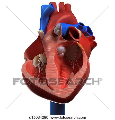 Heart anatomy, artwork View Large Illustration Clipart - Heart anatomy, artwork. Fotosearch