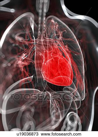 Drawing - Heart anatomy, artwork. Fotosearch