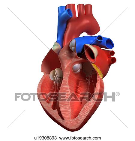 Heart anatomy, artwork View Large Illustration Drawing - Heart anatomy, artwork. Fotosearch