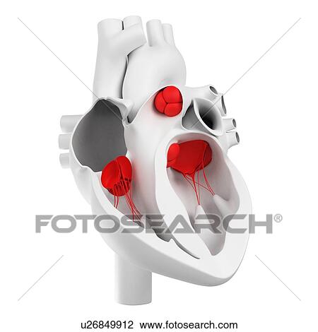 Heart valves, artwork View Large Illustration Drawing - Heart valves, artwork. Fotosearch