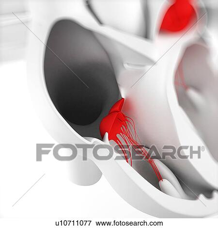 Stock Illustration - Heart valves, artwork. Fotosearch