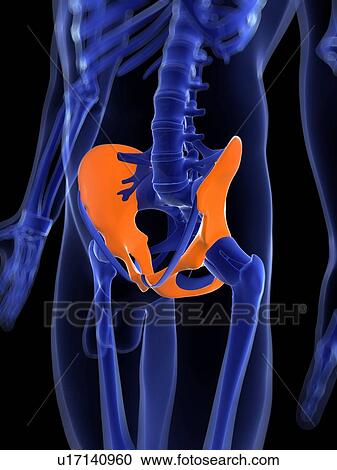 Clipart - Hip bones, artwork. Fotosearch