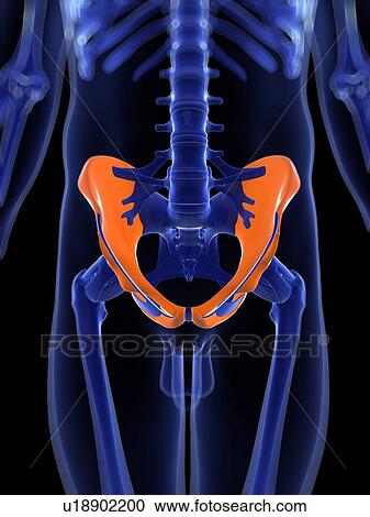 Hip bones, artwork View Large Illustration Clipart - Hip bones, artwork. Fotosearch