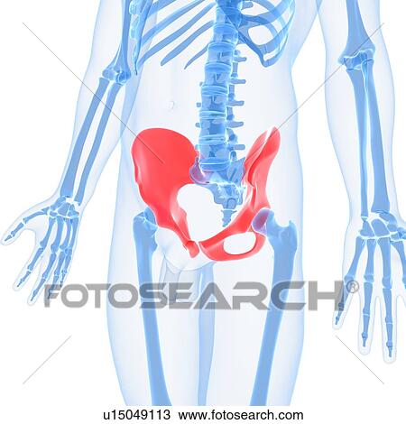 Hip bones, artwork View Large Illustration Drawing - Hip bones, artwork. Fotosearch