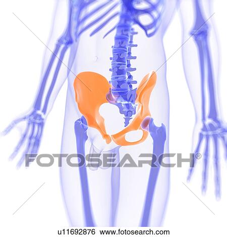 Stock Illustration - Hip bones, artwork. Fotosearch