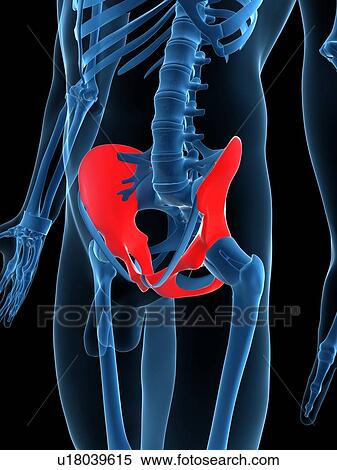 Hip bones, artwork View Large Illustration Stock Illustration - Hip bones, artwork. Fotosearch