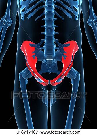 Hip bones, artwork View Large Illustration Stock Illustration - Hip bones, artwork. Fotosearch