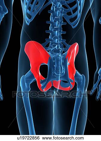 Stock Illustration - Hip bones, artwork. Fotosearch