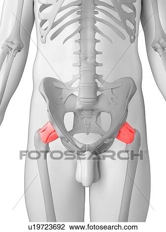 Hip pain, conceptual artwork View Large Illustration Drawing - Hip pain, conceptual artwork. Fotosearch