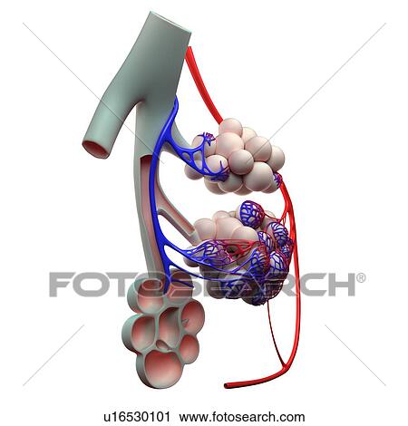 Human alveoli, artwork View Large Illustration Clip Art - Human alveoli, artwork. Fotosearch