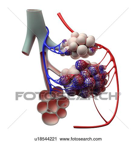 Clip Art - Human alveoli, artwork. Fotosearch