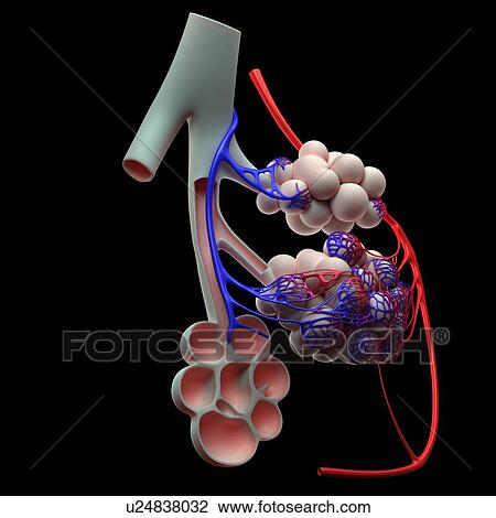 Drawing - Human alveoli, artwork. Fotosearch
