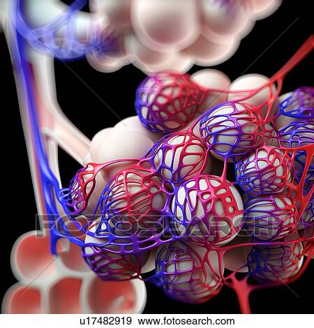 Stock Illustration - Human alveoli, artwork. Fotosearch