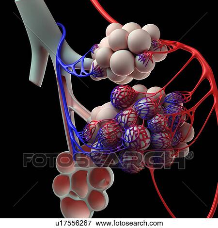 Human alveoli, artwork View Large Illustration Stock Illustration - Human alveoli, artwork. Fotosearch