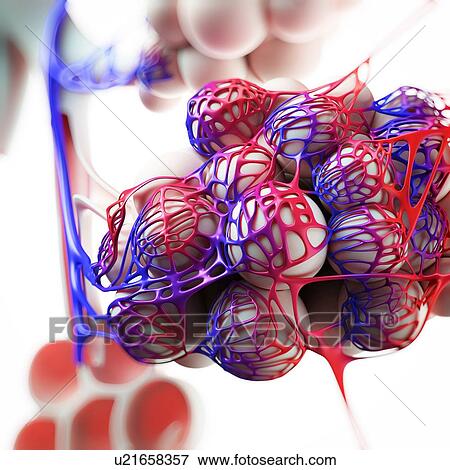 Human alveoli, artwork View Large Illustration Stock Illustration - Human alveoli, artwork. Fotosearch