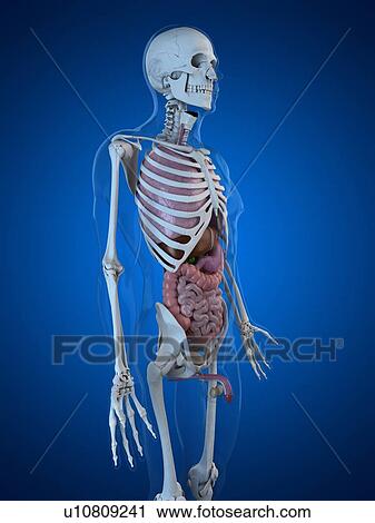 Clip Art - Human anatomy, artwork. Fotosearch