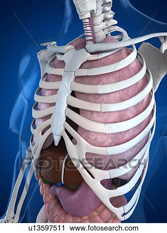 Clip Art - Human anatomy, artwork. Fotosearch