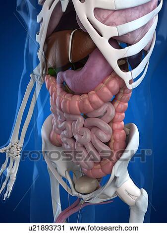 Human anatomy, artwork View Large Illustration Clip Art - Human anatomy, artwork. Fotosearch