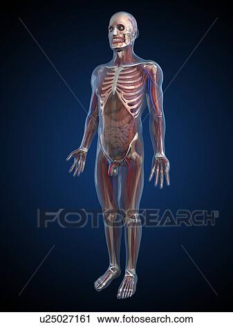 Clip Art - Human anatomy, artwork. Fotosearch