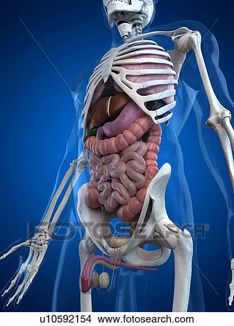 Stock Illustration - Human anatomy, artwork. Fotosearch
