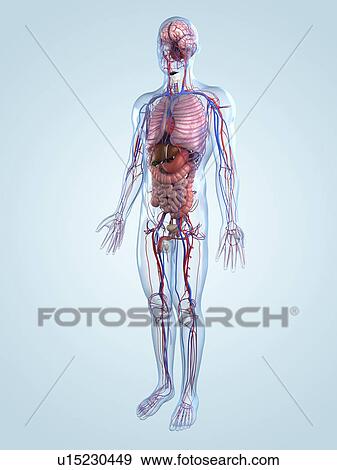 Human anatomy, artwork View Large Illustration Stock Illustration - Human anatomy, artwork. Fotosearch