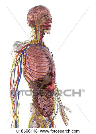 Stock Illustration - Human anatomy, artwork. Fotosearch