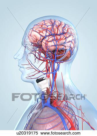 Human anatomy, artwork View Large Illustration Stock Illustration - Human anatomy, artwork. Fotosearch