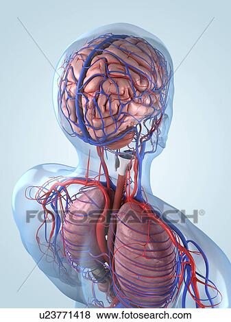 Human anatomy, artwork View Large Illustration Stock Illustration - Human anatomy, artwork. Fotosearch