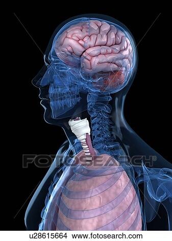 Human anatomy, artwork View Large Illustration Stock Illustration - Human anatomy, artwork. Fotosearch