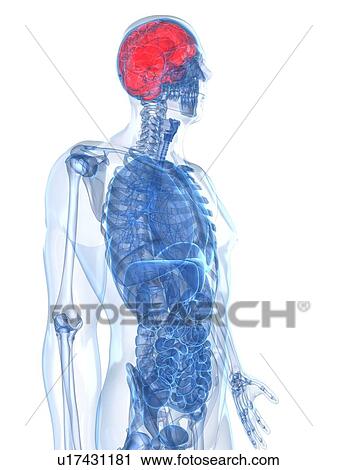 Human brain, artwork View Large Illustration Clip Art - Human brain, artwork. Fotosearch