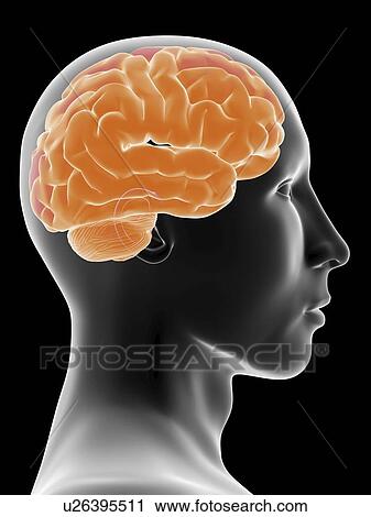 Human brain, artwork View Large Illustration Clip Art - Human brain, artwork. Fotosearch