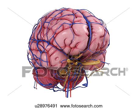 Human brain, artwork View Large Illustration Clip Art - Human brain, artwork. Fotosearch