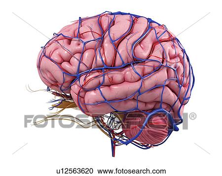 Clipart - Human brain, artwork. Fotosearch