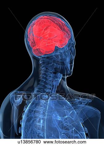 Clipart - Human brain, artwork. Fotosearch