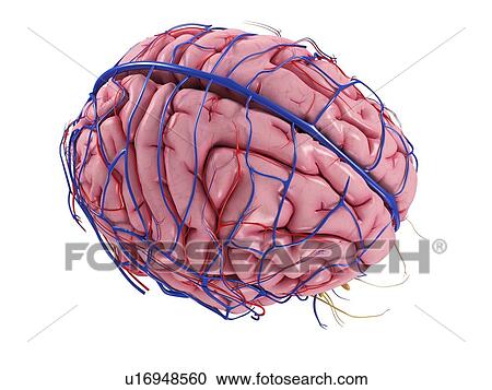 Human brain, artwork View Large Illustration Clipart - Human brain, artwork. Fotosearch