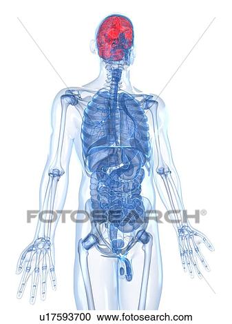 Human brain, artwork View Large Illustration Clipart - Human brain, artwork. Fotosearch