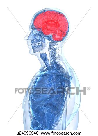 Human brain, artwork View Large Illustration Clipart - Human brain, artwork. Fotosearch